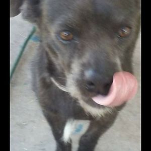 Meet your Posher, Ginger